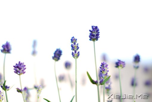 12697135268506ɫWhiteɫ޹²ݡflowerlavender졢ʢ_
