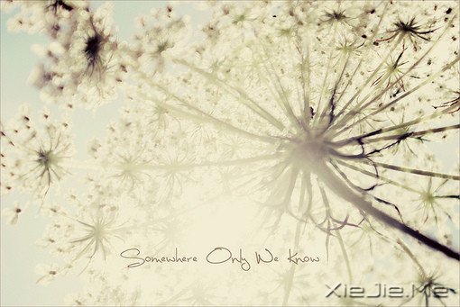 untitledڼɫΨFlowers