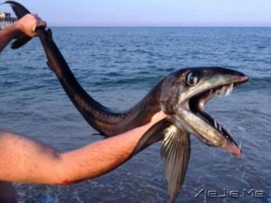 美國(guó)海灘現(xiàn)恐怖怪魚 嘴長(zhǎng)獠牙有吃人傾向