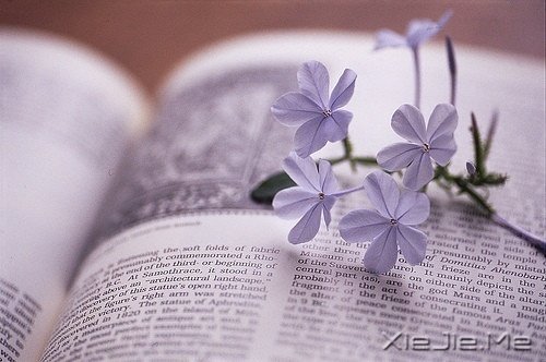 Z¸΢Ц挦 (8)