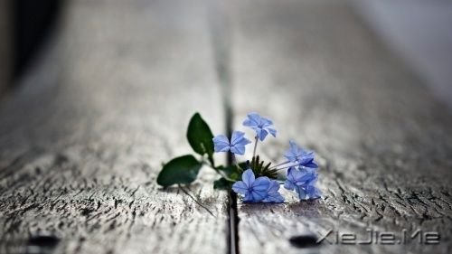 ZeԼ (4)