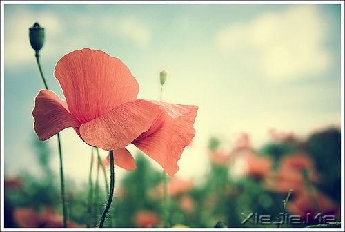 ZeԼ (10)