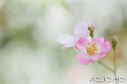 簲Zֻн(jng)ƽo@o挍(sh) (8)