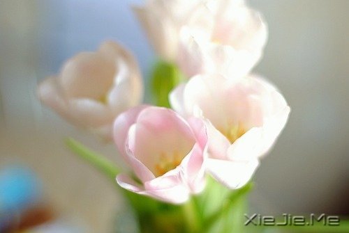 _(ti)(jin)